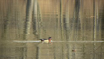 Wood Duck swimming on the reflection of the forest desktop wallpapers
