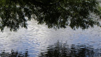 Couvert de saules miroitant sur la rivière fonds d'écran gratuits