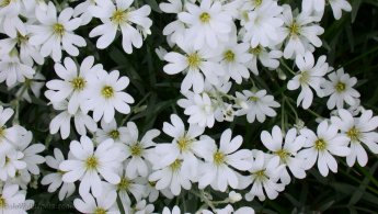 Belles fleurs blanches fonds d'écran gratuits