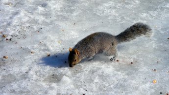 Squirrel looking for food on the snow desktop wallpapers