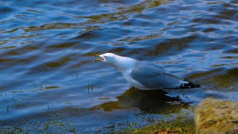 Angry Ring-billed Gull desktop wallpapers