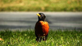 American Robin on the lookout for a snack desktop wallpapers