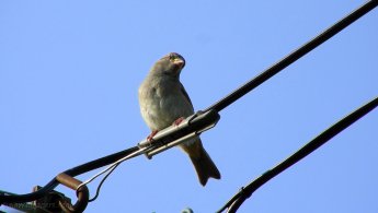 House Sparrow watching on a wire desktop wallpapers