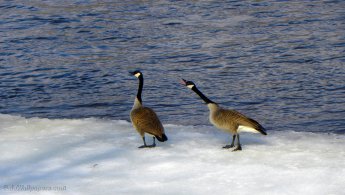 Canada Goose angry at another goose desktop wallpapers
