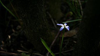 Small flower trying to find the light desktop wallpapers