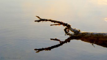 Réflexion du matin d'un arbre mort sur le lac fonds d'écran gratuits