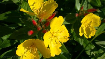Belles fleurs jaunes appréciant le soleil matinal fonds d'écran gratuits