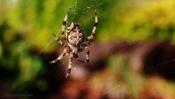 Spider hanging waiting for a prey desktop wallpapers