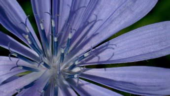 Strange world inside a purple flower desktop wallpapers