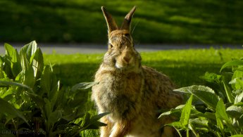 Happy rabbit in the plants desktop wallpapers