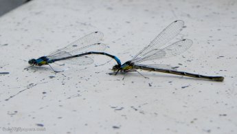 Dragonflies mating on the deck desktop wallpapers