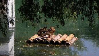 Ducks relaxing on a wooden platform desktop wallpapers