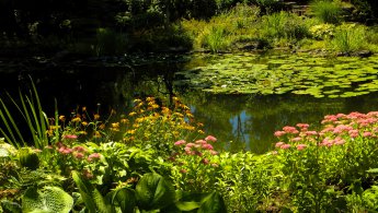 Beautiful pond in bloom desktop wallpapers