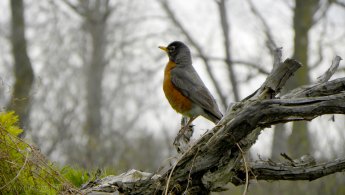 American Robin on his arrival at spring desktop wallpapers