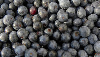 Delicious blueberries desktop wallpapers