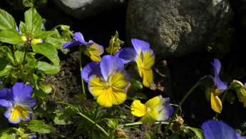 Magnifique Viola mauve et jaune fonds d'écran gratuits