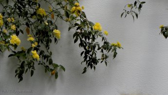 Mur de méditation en fleur fonds d'écran gratuits