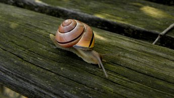 Snail crawling on a bench desktop wallpapers