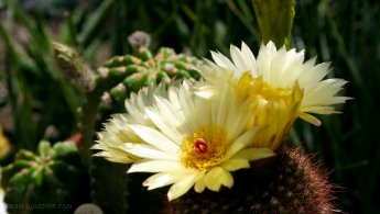 Fleurs de cactus ensoleillées fonds d'écran gratuits