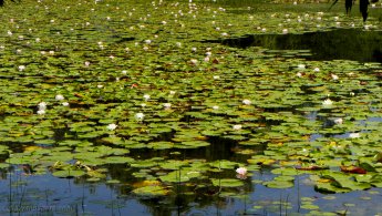 Pond full of water lilies desktop wallpapers