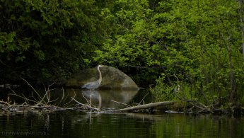 Great Blue Heron fishing quietly in the forest desktop wallpapers