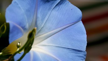 Belle fleur bleue avec de la lumière passant à travers elle fonds d'écran gratuits
