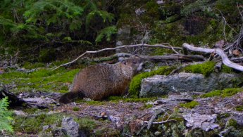 Marmotte vivant en forêt fonds d'écran gratuits