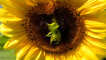 Sunflower with a growth in the center desktop wallpapers