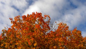 Intense autumn colors desktop wallpapers