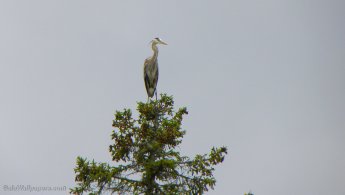 Great Blue Heron on the top of a tree desktop wallpapers