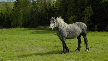 Horse with small motifs desktop wallpapers