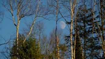 Lever de lune sur la forêt d'automne fonds d'écran gratuits